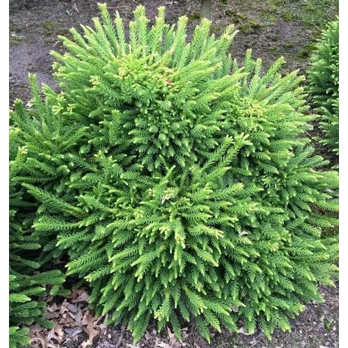 Cryptomeria japonica 'Dinger'