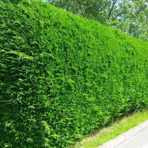 Cupressocyparis leylandii