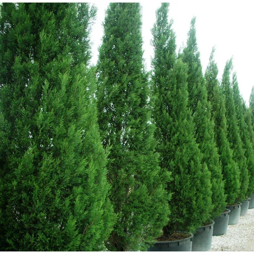 Leyland ciprus - Cupressocyparis leylandii '2001' 30/40cm K4l