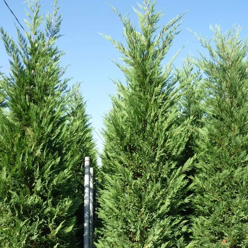 Cupressocyparis leylandii '2001'