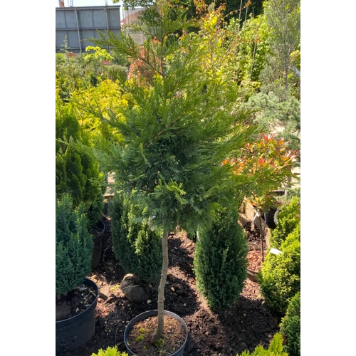 Cupressocyparis leylandii 'Gold Rider'