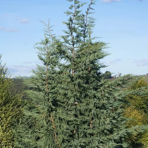 Cupressocyparis leylandii 'Naylor's Blue'
