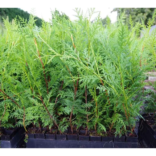 Cupressocyparis leylandii 'Ovensii'