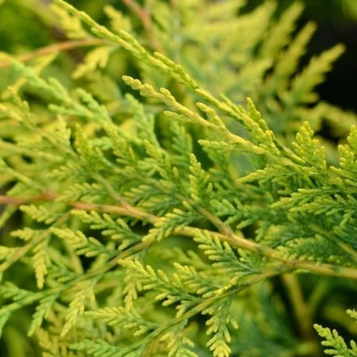 Cupressocyparis leylandii 'Robinson's Gold'