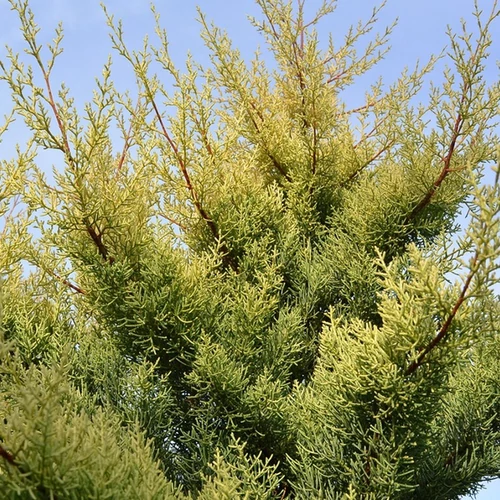 Cupressus arizonica 'Aurea'