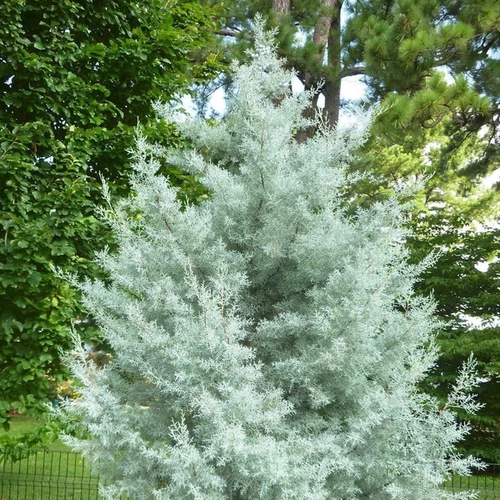 Cupressus arizonica 'Blue Ice'