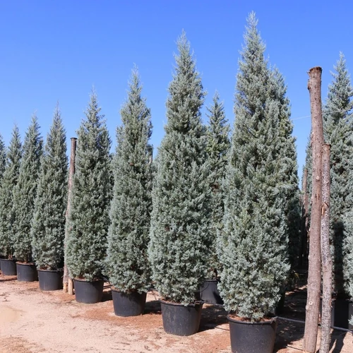 Cupressus arizonica 'Fastigiata'