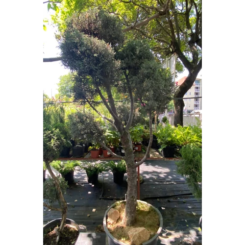 Ciprus arizonai - Cupressus arizonica 80/100cm K5l