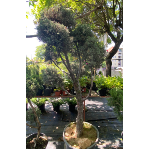 Ciprus arizonai - Cupressus arizonica 100/150cm pom-pom  FL