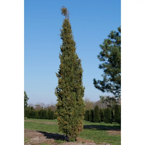 Cupressus sempervirens