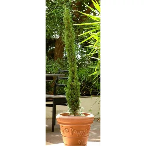 Cupressus sempervirens 'D' Artagnan'