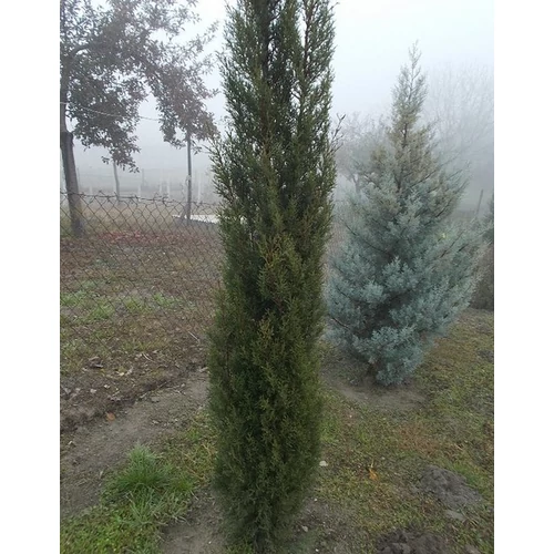 Cupressus sempervirens 'Őrség'