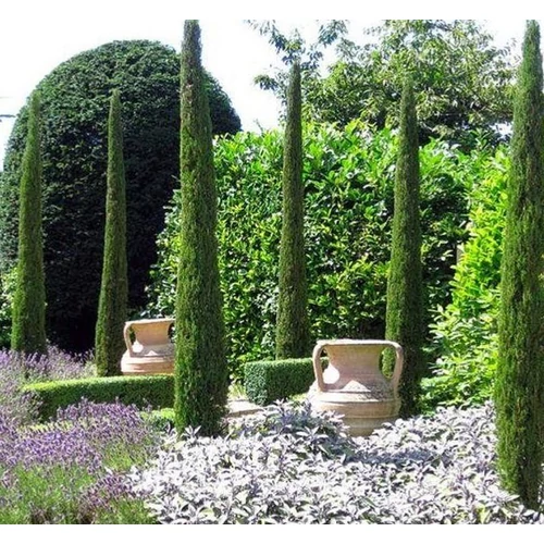 Cupressus sempervirens 'Totem'