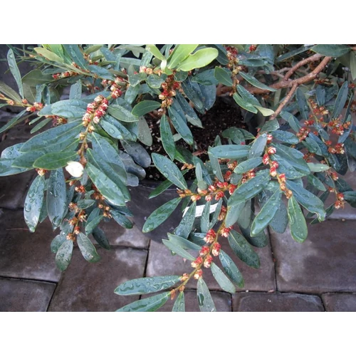 Kékeszöld lombú ISU fa - Distylium X Blue Cascade 20/40cm K2l