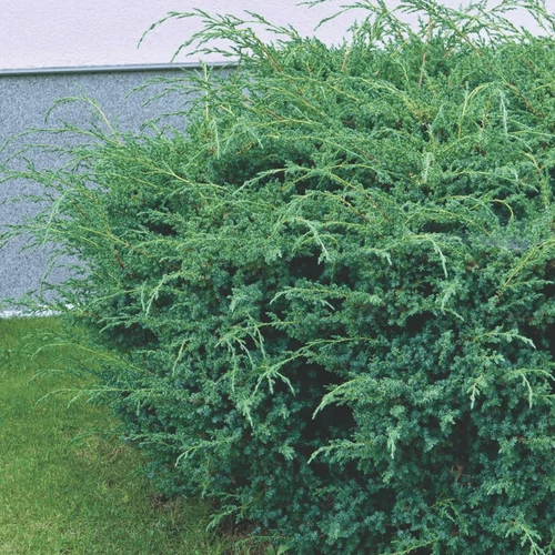 Juniperus chinensis 'Blue Alps'