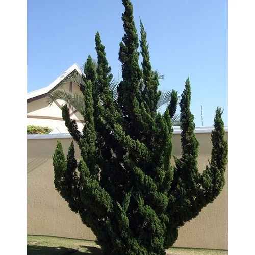 Juniperus chinensis 'Kaizuka'