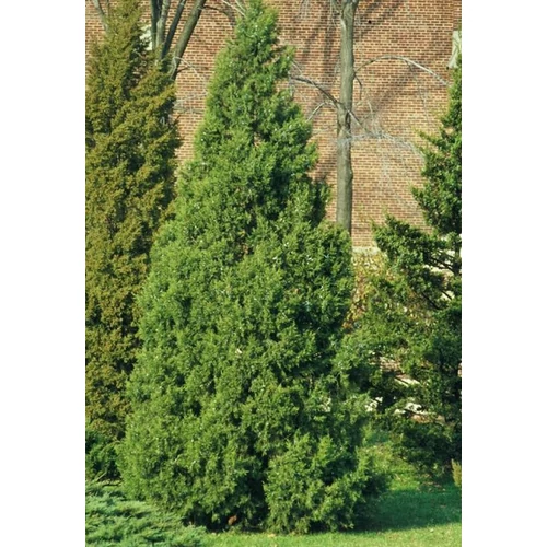 Juniperus chinensis 'Keteleeri'