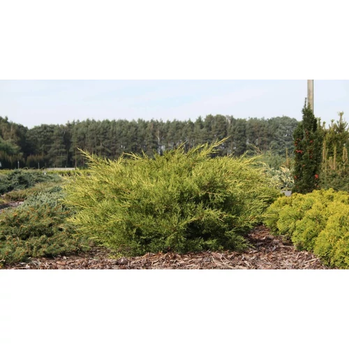 Juniperus chinensis 'Kuriwao Gold'