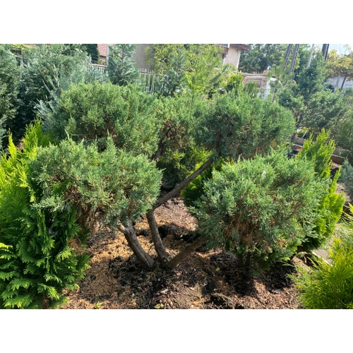 Juniperus chinensis