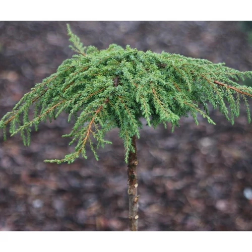 Juniperus communis 'Green Carpet'