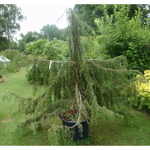 Juniperus communis 'Horstmann Pendula'