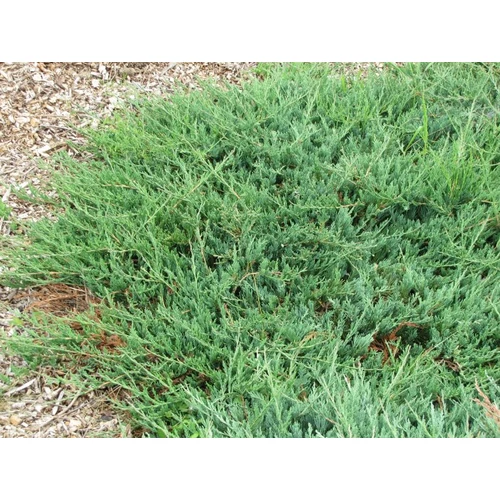 Boróka kúszó - Juniperus horizontalis 'Emerald Spreader' 40/60cm K2l