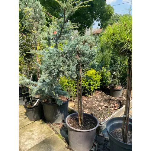 Juniperus horizontalis 'Balaton'