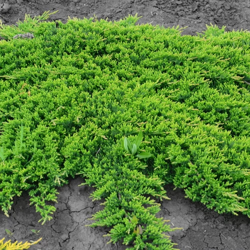Juniperus horizontalis 'Prince of Wales'