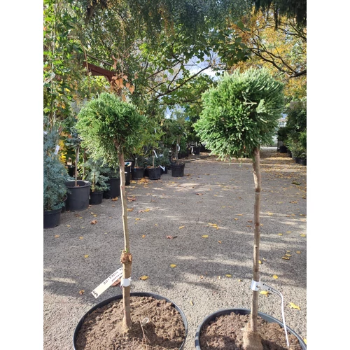 Juniperus chinensis 'Karaca'