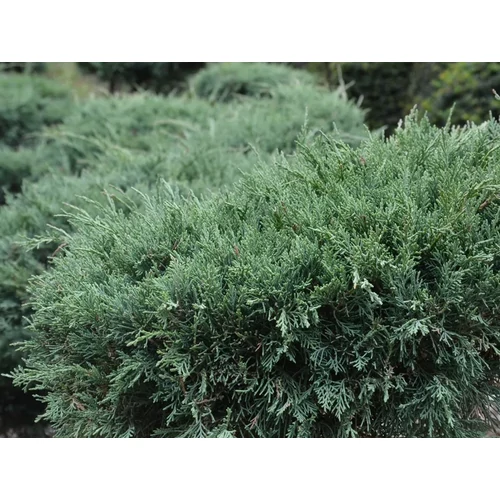 Juniperus media 'Hetzii'