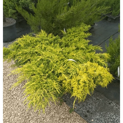 Juniperus media 'Mordigan Aurea'