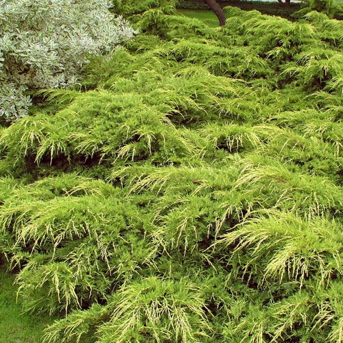 Juniperus media 'Pfitzeriana Aurea'