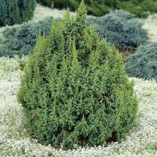 Juniperus pingii 'Loderi'