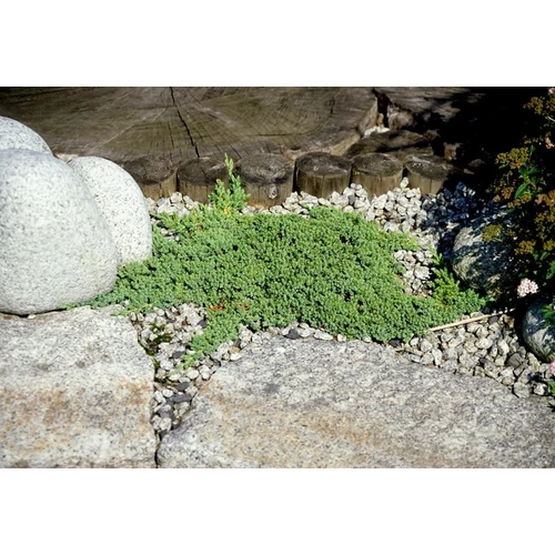 Juniperus procumbens 'Bonin Isles'