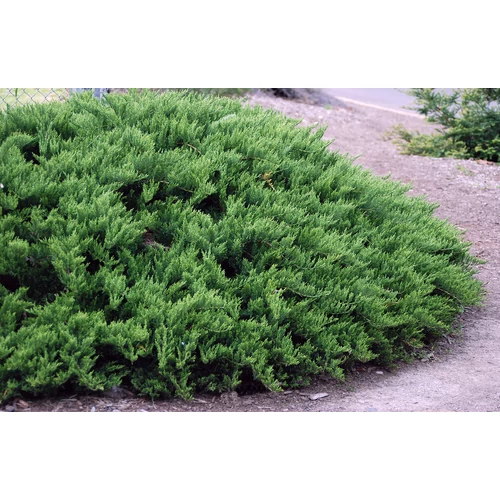 Juniperus sabina 'Tamariscifolia'