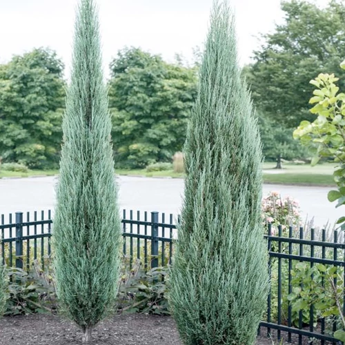 Juniperus scopulorum 'Blue Arrow'