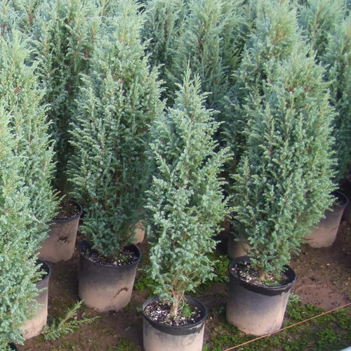 Juniperus scopulorum 'Blue Heaven'
