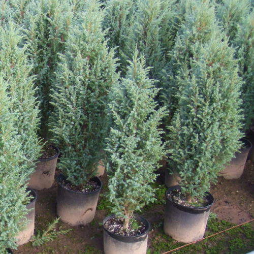 Juniperus scopulorum 'Blue Heaven'