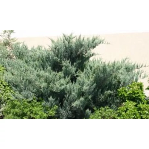 Juniperus scopulorum 'O'Connor'