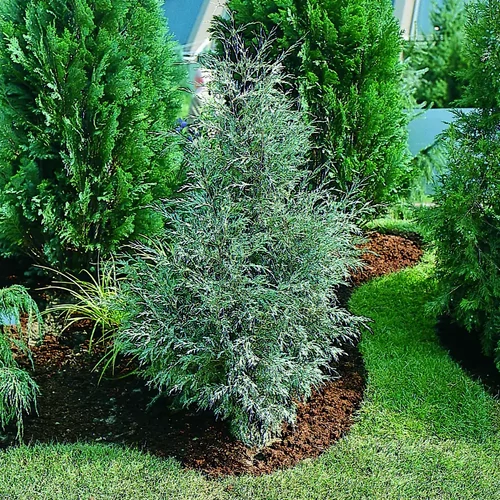 Juniperus scopulorum 'Springbank'