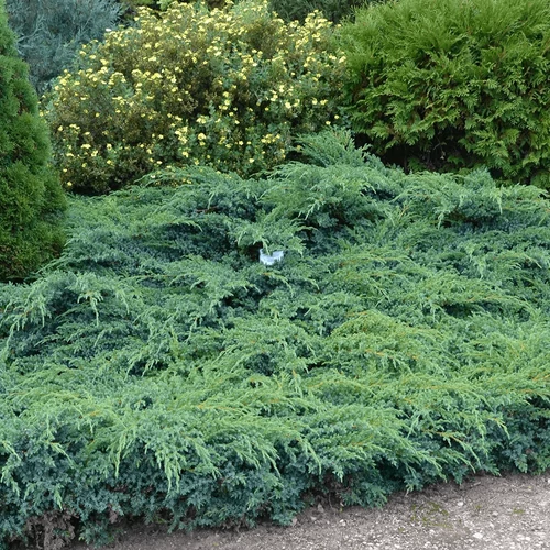 Juniperus squamata 'Blue Carpet'