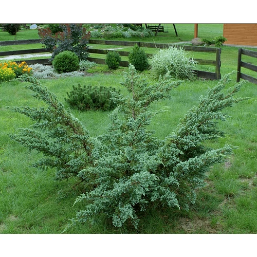 Juniperus squamata 'Meyeri'