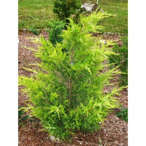 Juniperus virginiana 'Aranyeső'