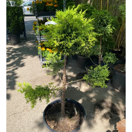 Juniperus virginiana 'Aranyeső'