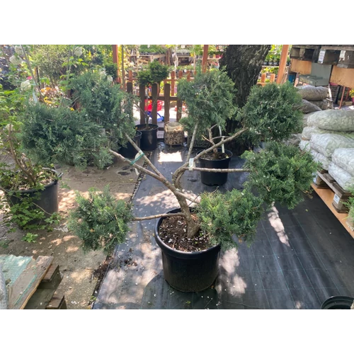 Boróka virginiai kék - Juniperus virginiana 'Grey Owl' 125/150cm 7 Pom Pom K25l