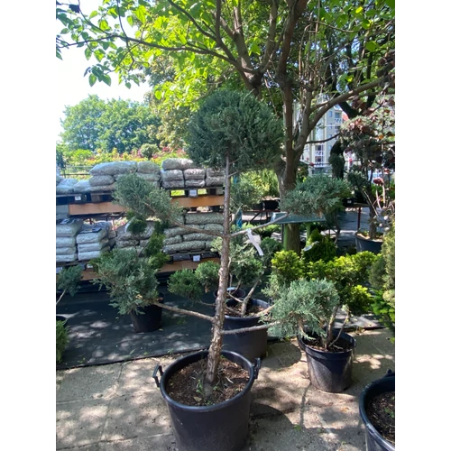 Juniperus virginiana