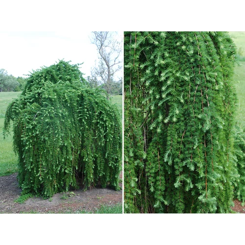 Larix kaempferi 'Pendula'