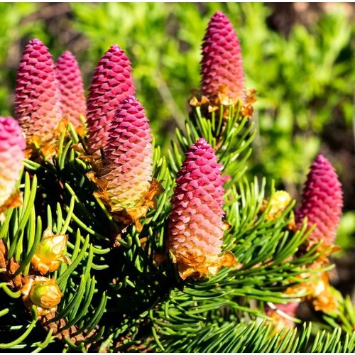 Picea abies 'Acrocona'