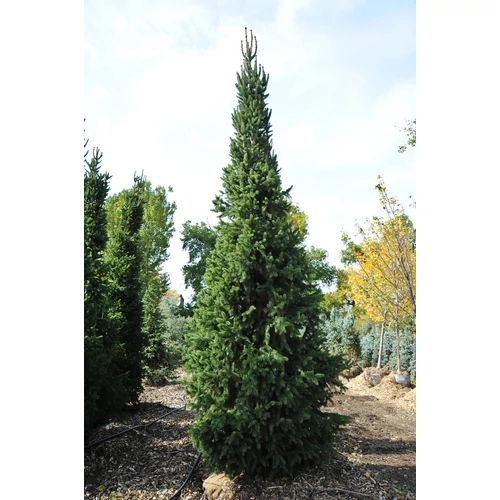 Picea abies 'Cupressina'
