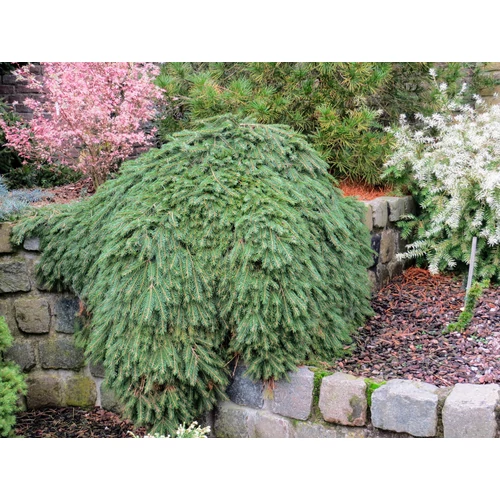 Picea abies 'Formanek'
